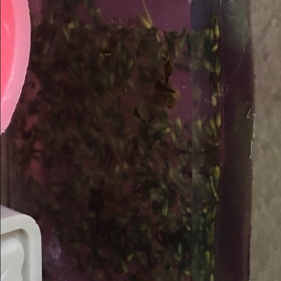 Homemade soap - Picture 2 of 3